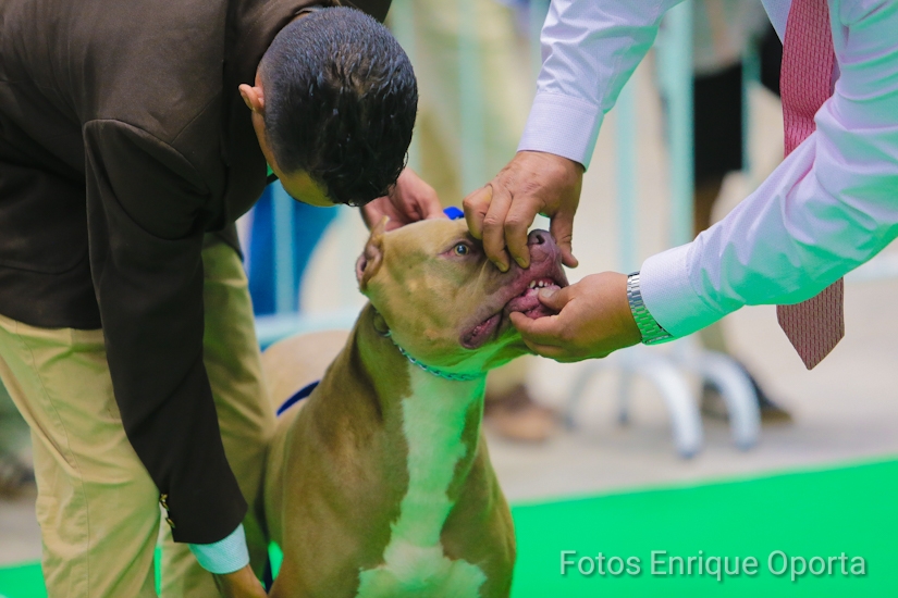 PERROS1